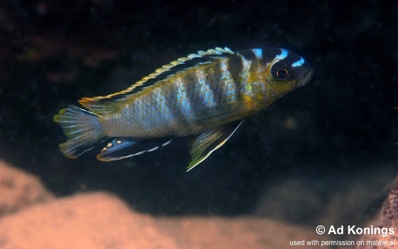 Tropheops kumwera 'Masasa Reef'